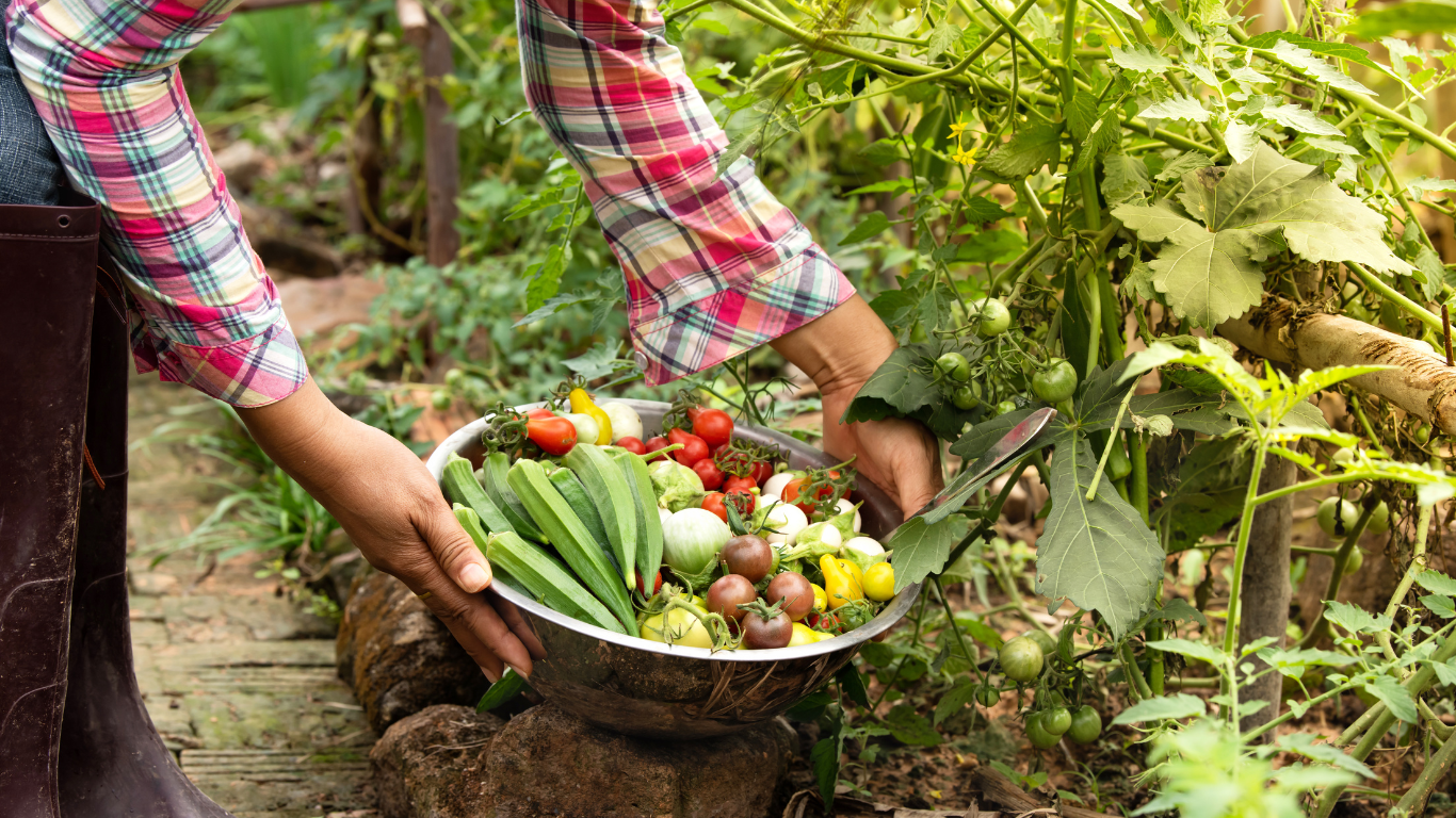 Como hacer tu huerto organico